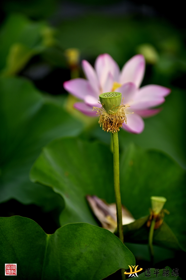 花落莲蓬生.jpg