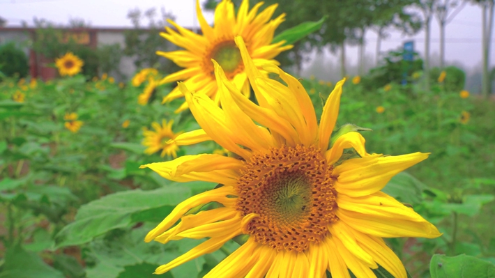 油.mp4_20251014_165900.260_副本.jpg