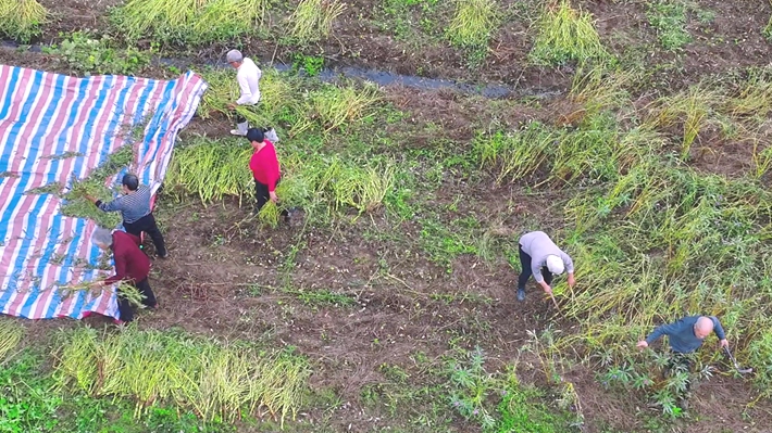 指甲草.mp4_20251014_170003.140_副本.jpg