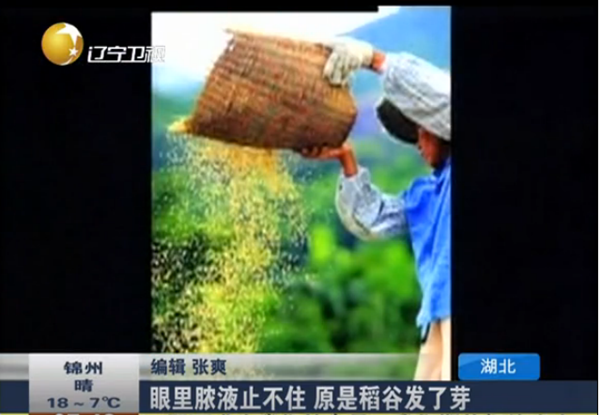 眼睛里面流脓液，竟是稻谷发了芽