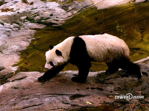 陕西太白县景区现野生大熊猫 闲逛6小时后离开