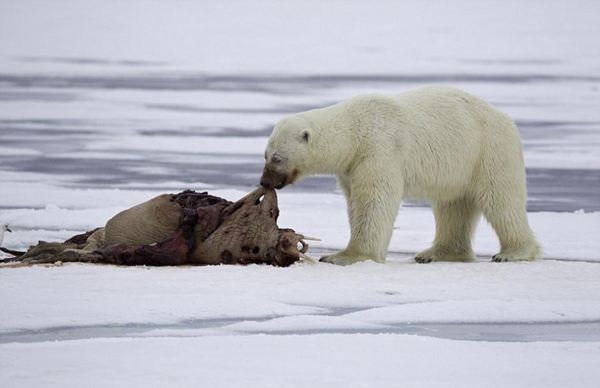 北极熊分食海象 满身血迹欲登船