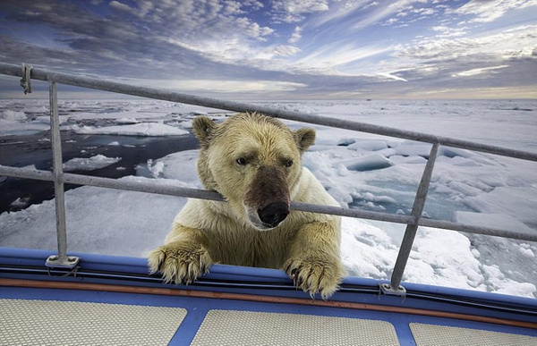 北极熊分食海象 满身血迹欲登船