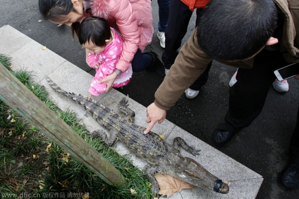 成都小区草地惊现“杀人鳄