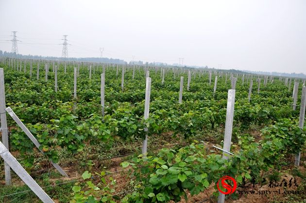 遂平：请种植专家免费为种植户开展技术服务