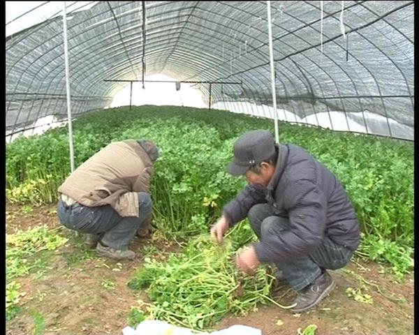 遂平：大棚种植让农民钱袋鼓起来