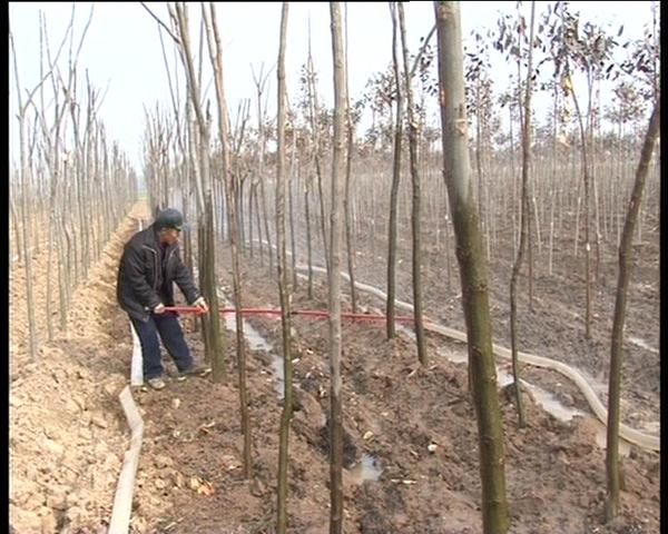 遂平：依托土地流转发展特色产业