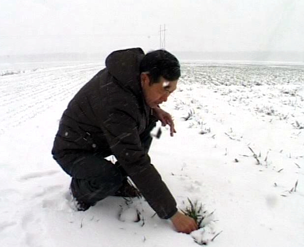 遂平： 农技专家指导雪后麦田管理