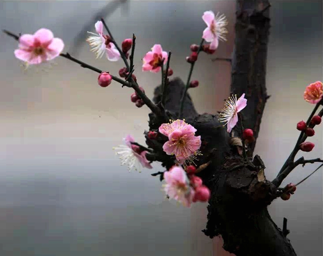 遂平：暖风吹得梅花开 各地游客赏梅来