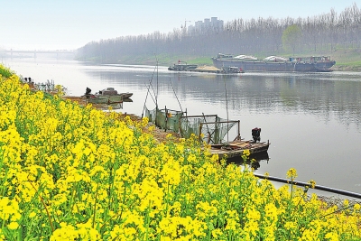 河南油菜花田地图出炉 看看哪个离你最近