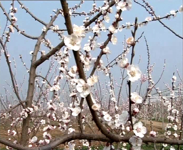 阳春三月百花开   踏青赏春动起来