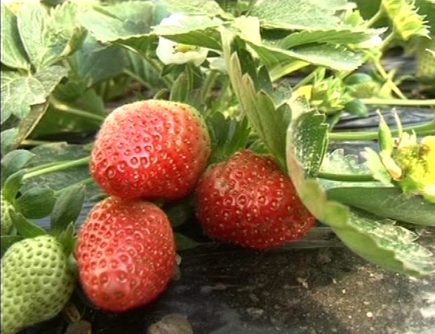 遂平：春日踏青好时节 采摘草莓乐趣多