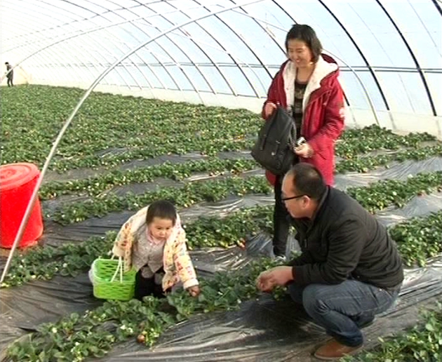 遂平：春日踏青好时节 采摘草莓乐趣多