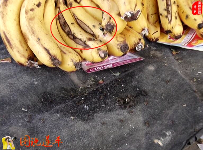 图为:一只绿头苍蝇趴在香蕉的裂口处正在饱餐。