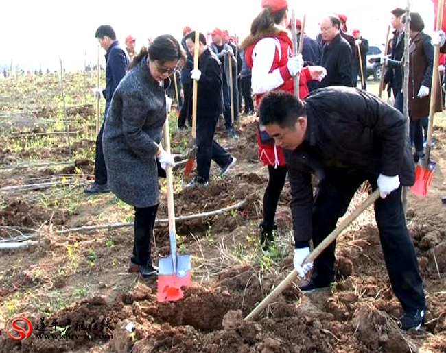 遂平:四大班子领导参加义务植树